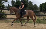 Jimmy Choo  16.1hh 13 y/o OTT Thoroughbred Gelding on HorseYard.com.au (thumbnail)