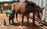 Clydesdale x Thoroughbred Filly on HorseYard.com.au (thumbnail)