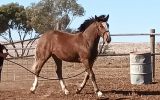 Clydesdale x Thoroughbred Filly on HorseYard.com.au (thumbnail)