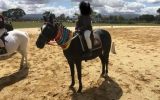 12hh quiet child's lead rein pony on HorseYard.com.au (thumbnail)