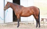 Stunning ASH mare on HorseYard.com.au (thumbnail)