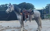 Ready for endurance career on HorseYard.com.au (thumbnail)