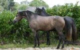 Beautiful PRE Andalusian Horse Activ P.R.E. Mare on HorseYard.com.au (thumbnail)