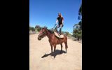 17 hand 7yr old  thoroughbred gelding on HorseYard.com.au (thumbnail)