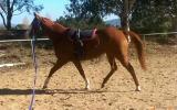 Paint x QH mare on HorseYard.com.au (thumbnail)