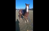 Paint x QH mare on HorseYard.com.au (thumbnail)