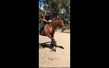 17 hand 7yr old  thoroughbred gelding on HorseYard.com.au (thumbnail)