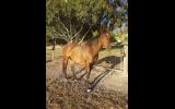 Beautiful Bay Mare on HorseYard.com.au (thumbnail)