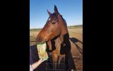 Beautiful Bay Mare on HorseYard.com.au (thumbnail)