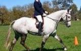 Price Reduce Stunning Warmblood Mare on HorseYard.com.au (thumbnail)