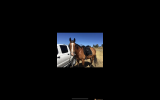 Lovely 16yo TB mare for sale on HorseYard.com.au (thumbnail)