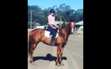 Show Artist- OTT thoroughbred  on HorseYard.com.au (thumbnail)