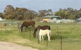 WANTED PONY 13 - 14hh on HorseYard.com.au (thumbnail)