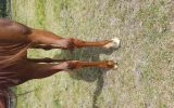 Attractive Arab Mare  on HorseYard.com.au (thumbnail)