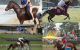 Urgent Sale - 20yo Thoroughbred Mare on HorseYard.com.au (thumbnail)