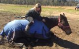 beautiful bay thoroughbred mare on HorseYard.com.au (thumbnail)