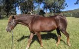 Paint x Appaloosa for sale to Natural Homes on HorseYard.com.au (thumbnail)