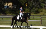 Black Friesian Warmblood Stallion 15hh on HorseYard.com.au (thumbnail)