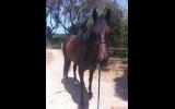 Thoroughbred Gelding on HorseYard.com.au (thumbnail)