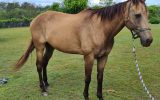 Buckskin Gelding on HorseYard.com.au (thumbnail)