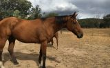 16hh TB mate  on HorseYard.com.au (thumbnail)