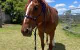 Stunning 2012 Broodmare on HorseYard.com.au (thumbnail)