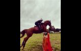 Flashy chestnut gelding  on HorseYard.com.au (thumbnail)