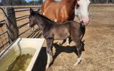 Black n chrome colt  on HorseYard.com.au (thumbnail)