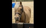 DIXIE- Cute &Quiet 12.2hh 7yo Welsh Mountain Pony  on HorseYard.com.au (thumbnail)