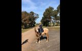 Welsh gelding  on HorseYard.com.au (thumbnail)