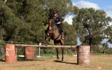 Thoroughbred Gelding on HorseYard.com.au (thumbnail)