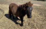 Gelding and stallion miniature ponies - must be sold together on HorseYard.com.au (thumbnail)