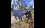TB mare FREE to proven good home only!  on HorseYard.com.au (thumbnail)