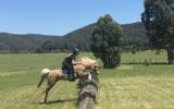 DIXIE- Cute &Quiet 12.2hh 7yo Welsh Mountain Pony  on HorseYard.com.au (thumbnail)