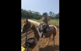 Paint Gelding  on HorseYard.com.au (thumbnail)