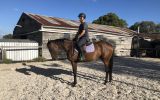 5 year Old TB off the track on HorseYard.com.au (thumbnail)