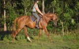 Talented Part Welsh on HorseYard.com.au (thumbnail)
