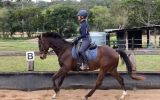 Sweet Bay TB Gelding on HorseYard.com.au (thumbnail)