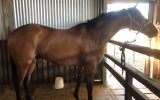 9 years OTT Thoroughbred Gelding on HorseYard.com.au (thumbnail)