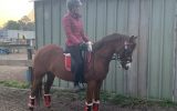 Stunning Chestnut  Mare on HorseYard.com.au (thumbnail)