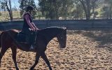 WAGS ALL ROUNDER  on HorseYard.com.au (thumbnail)