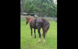 Clydesdale (Clydie) x Warmblood (Wb) x Shire mare on HorseYard.com.au (thumbnail)