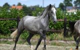 Very nice developed 5 year old P.R.E. mare!! on HorseYard.com.au (thumbnail)