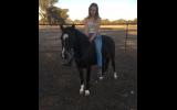 Welsh Pony on HorseYard.com.au (thumbnail)