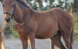 Amazing Bay Colt Foal on HorseYard.com.au (thumbnail)