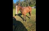 Thoroughbred gelding  on HorseYard.com.au (thumbnail)