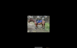 Roany 14h 4yo quarter horse gelding  on HorseYard.com.au (thumbnail)