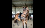 Gelding for sale  on HorseYard.com.au (thumbnail)