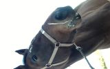 14 y/o STB mare on HorseYard.com.au (thumbnail)