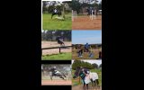 Alround pony/ part welsh on HorseYard.com.au (thumbnail)